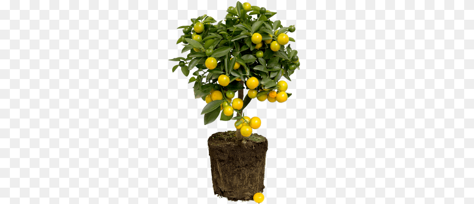 Lemon Tree Citrus Limon, Citrus Fruit, Food, Fruit, Produce Png
