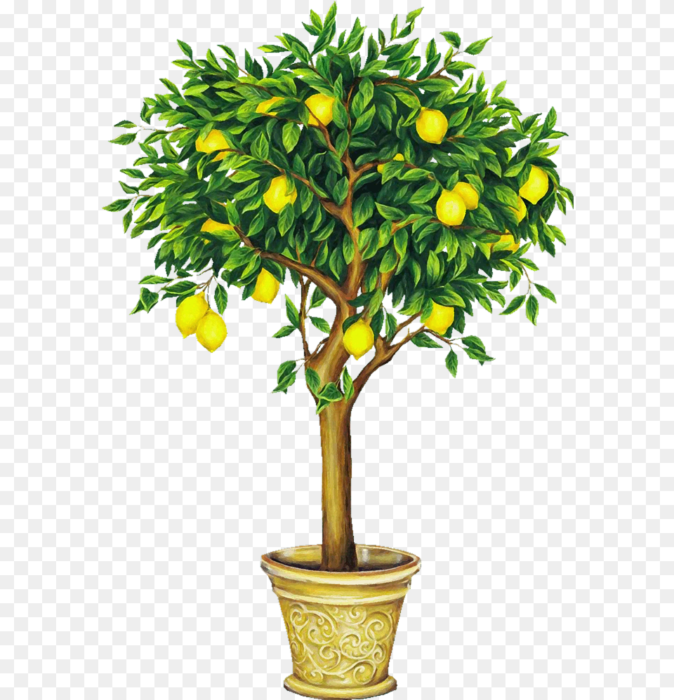 Lemon Tree Drawing Transparent Lemon Tree, Citrus Fruit, Food, Fruit, Produce Png