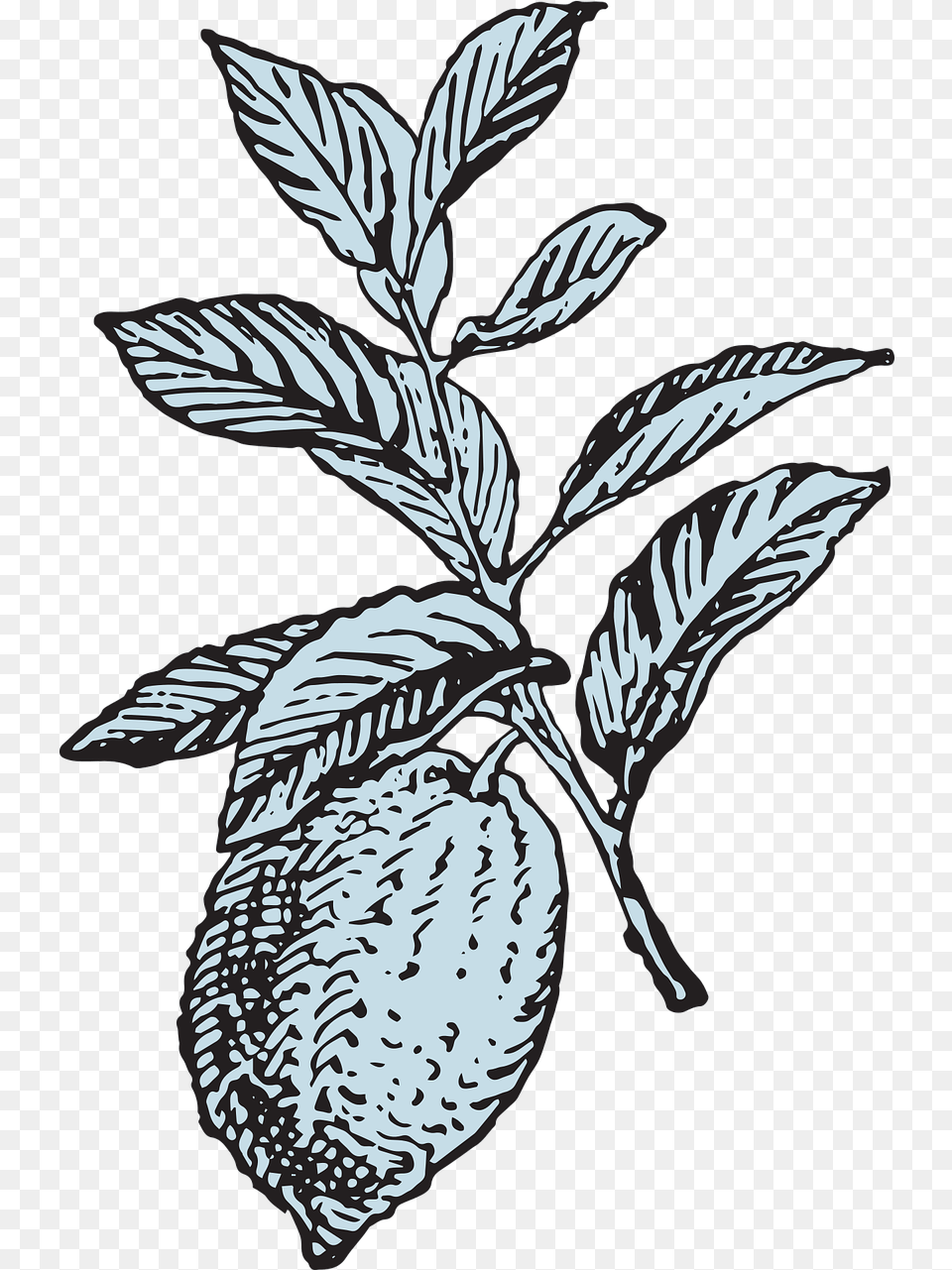 Lemon Tree Fruit Lemon Illustration Vintage, Leaf, Plant, Art, Annonaceae Png