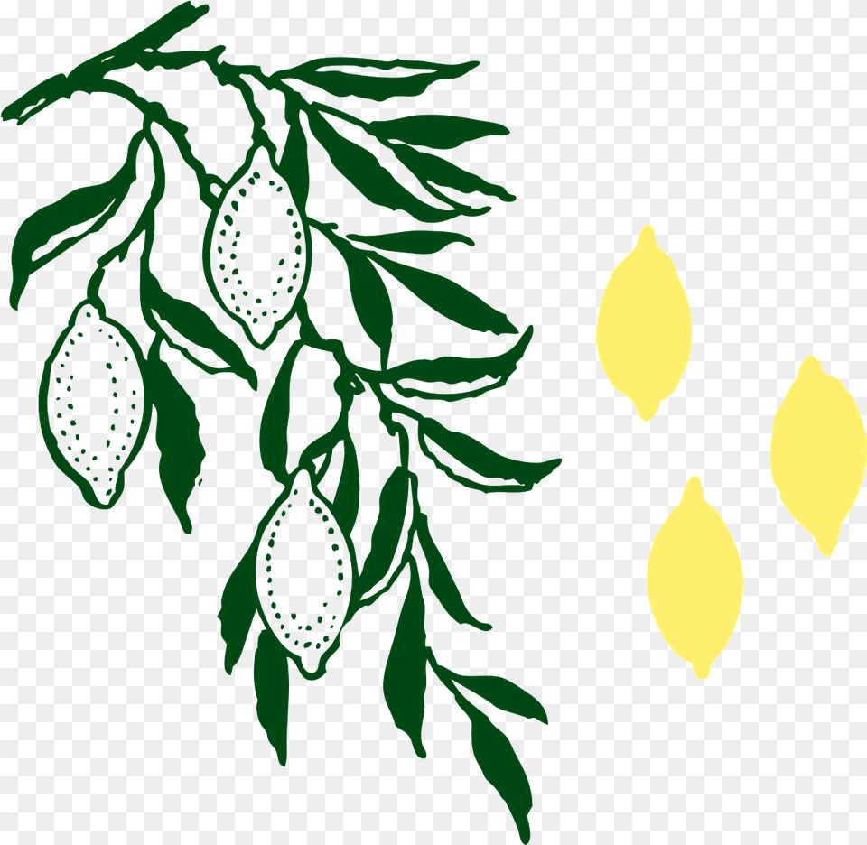Lemon Tree Lemons Limoncello, Leaf, Flower, Plant, Petal Free Png Download