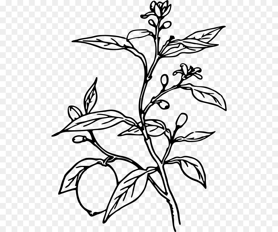 Lemon Tree Plant Black And White, Gray Free Transparent Png