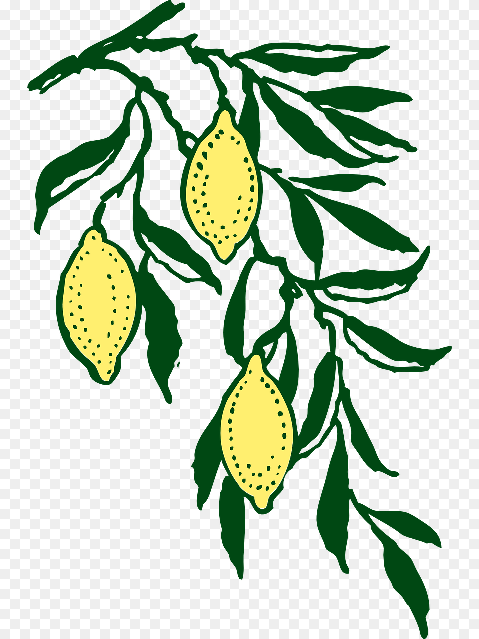 Lemon Tree Silhouette, Green, Leaf, Plant, Flower Free Png