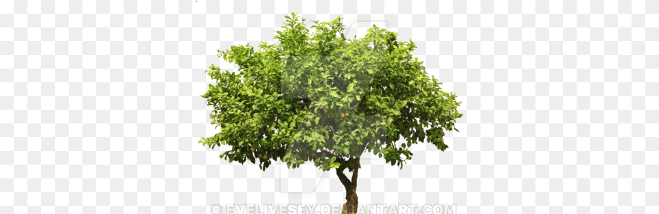 Lemon Tree Top 1 Image Realistic Tree Vector, Oak, Plant, Potted Plant, Sycamore Free Png Download