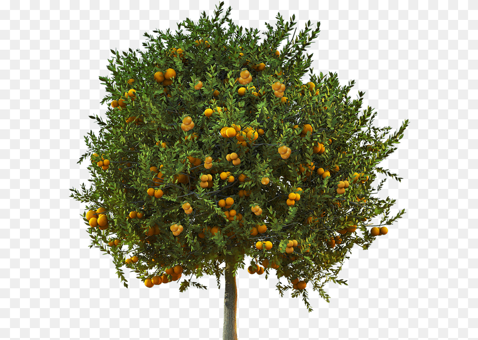 Lemon Tree Top 4 Bitter Orange Tree, Citrus Fruit, Food, Fruit, Plant Png Image
