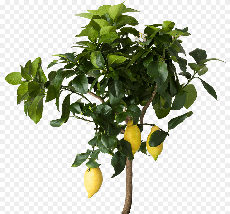 Lemon Tree Transparent Lemon Tree, Citrus Fruit, Food, Fruit, Leaf Png