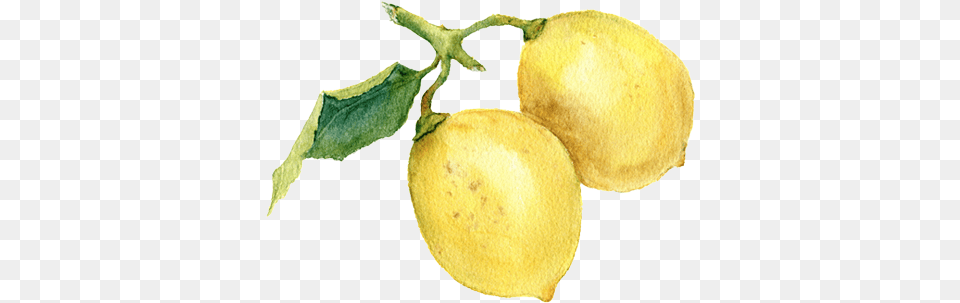 Lemon Watercolor Painting, Citrus Fruit, Food, Fruit, Plant Png Image