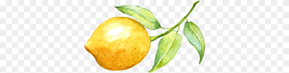 Lemon Watercolor Watercolor Lemon Transparent Background, Citrus Fruit, Food, Fruit, Plant Png Image