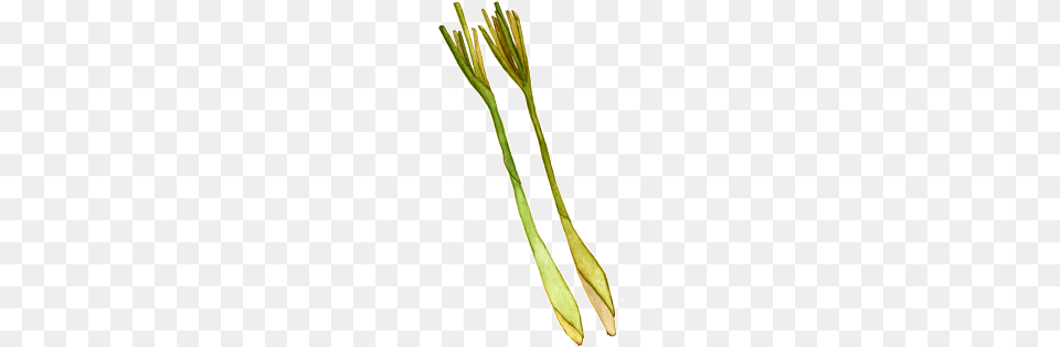 Lemongrass, Grass, Plant, Flower, Tree Png Image