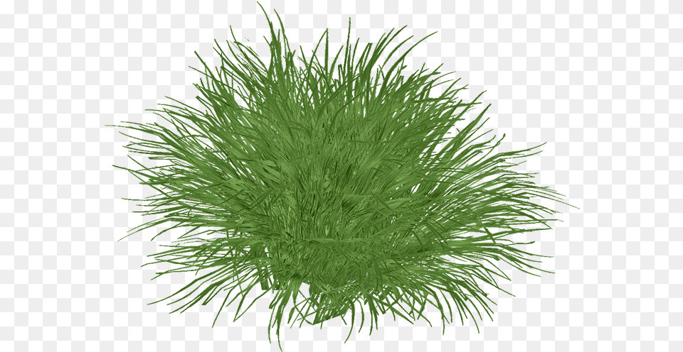 Lemongrass Cymbopogon Citratus, Grass, Moss, Plant, Vegetation Free Png Download