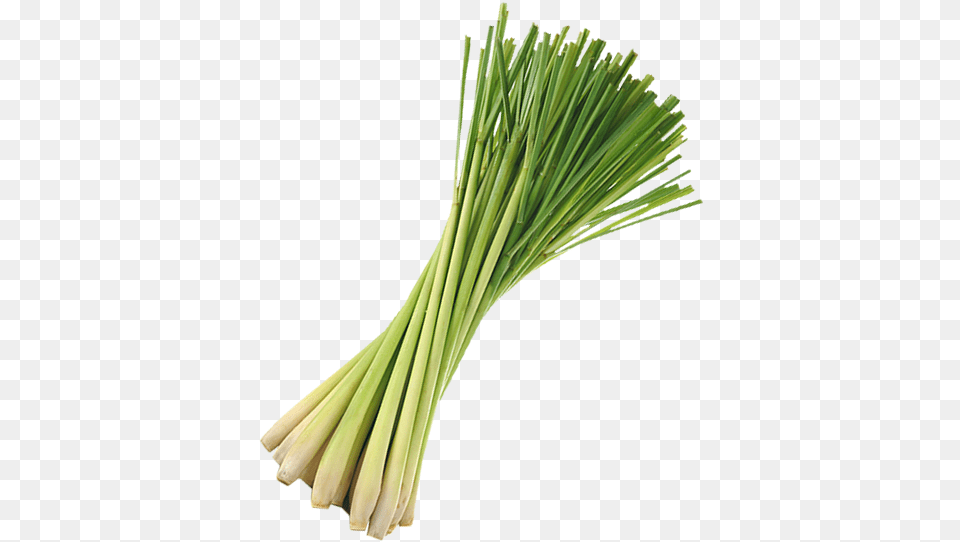 Lemongrass Cymbopogon Winterianus, Food, Produce, Plant, Spring Onion Free Png Download