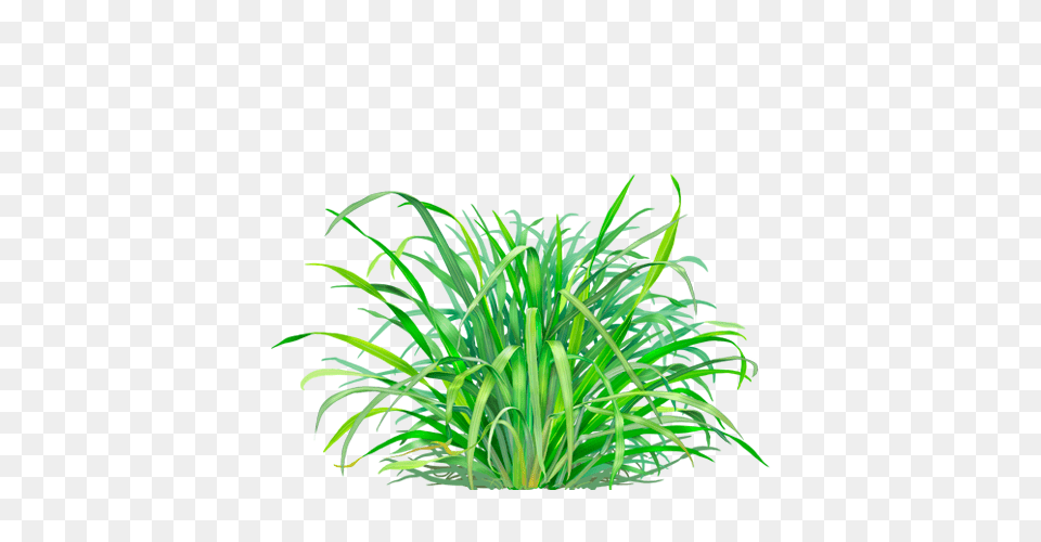 Lemongrass Herbal Supplement, Grass, Green, Plant, Vegetation Png