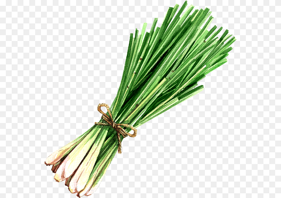 Lemongrass Lemongrass Oil Lemon Grass Watercolor, Food, Plant, Produce, Spring Onion Png Image