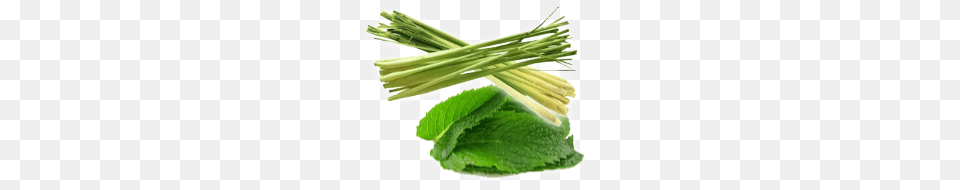 Lemongrass Mint, Herbal, Herbs, Plant Png Image