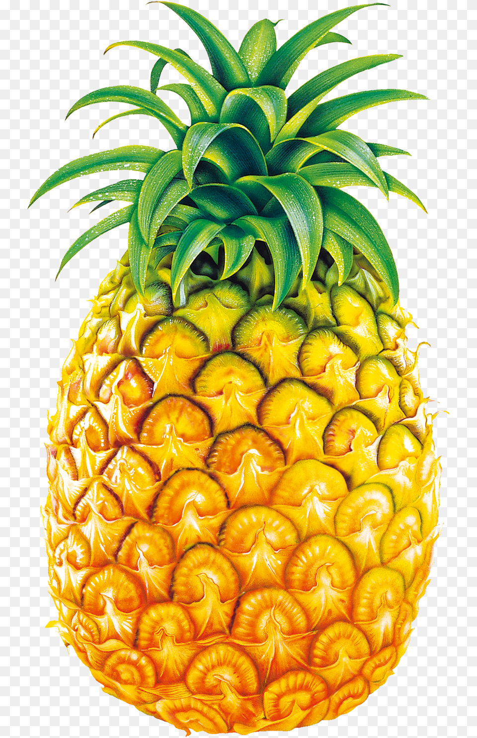 Lemons Clipart Pineapple Transparent Pineapple Fruits Clipart, Food, Fruit, Plant, Produce Free Png