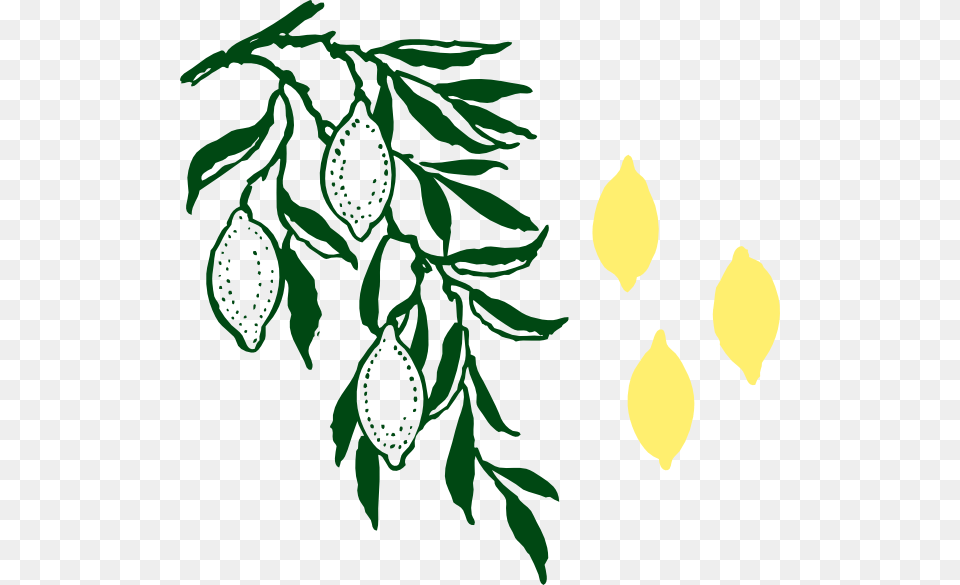 Lemons Hanging On A Tree Clip Art, Herbal, Herbs, Leaf, Plant Free Png Download