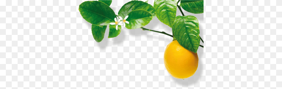 Lemons Trees Bitter Orange, Citrus Fruit, Food, Fruit, Lemon Free Png