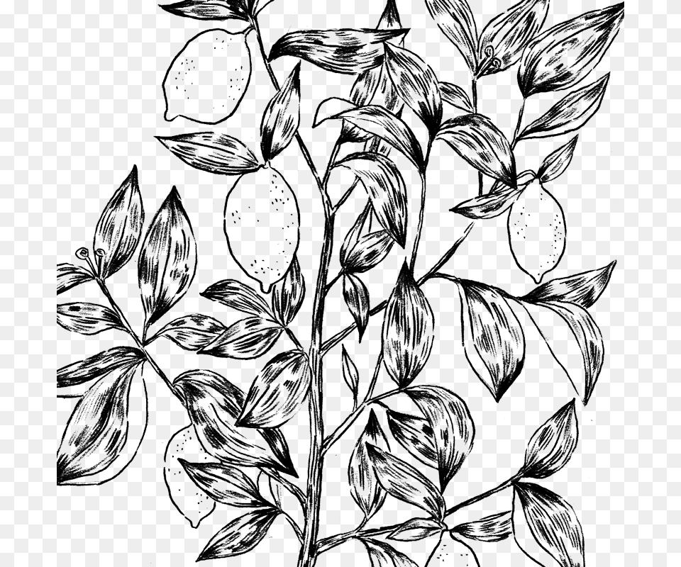 Lemontree Line Art, Floral Design, Graphics, Pattern, Drawing Free Png Download