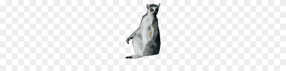 Lemur, Animal, Mammal, Wildlife, Cat Free Png Download