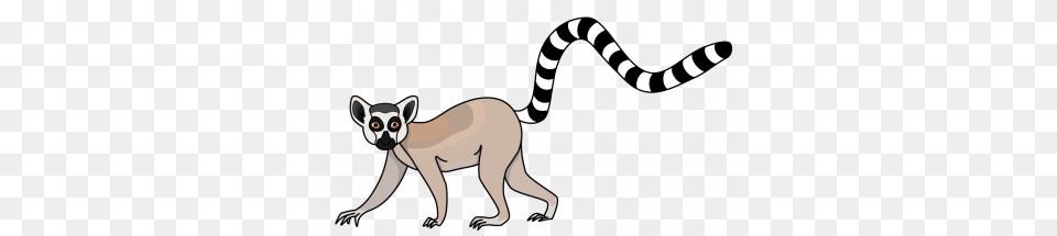 Lemur, Animal, Kangaroo, Mammal, Wildlife Png Image