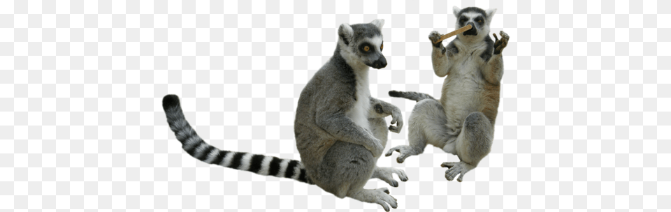 Lemur, Animal, Mammal, Monkey, Wildlife Free Transparent Png