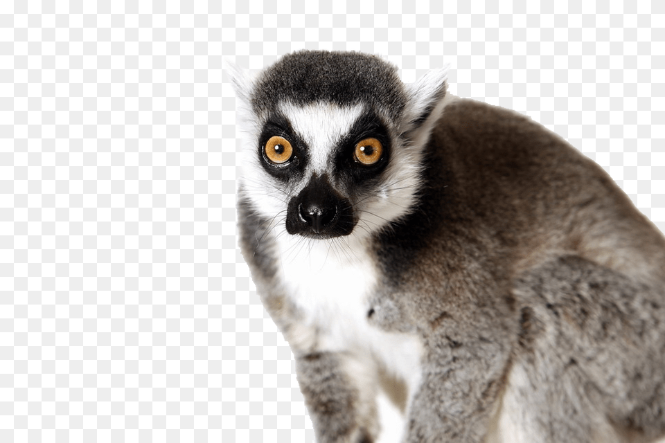 Lemur, Animal, Mammal, Monkey, Wildlife Free Png