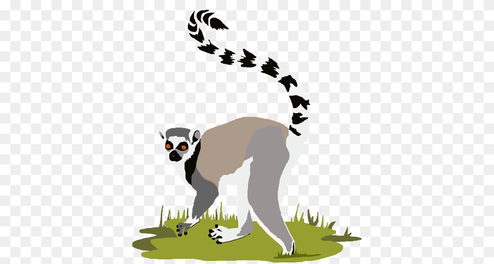 Lemur, Animal, Mammal, Wildlife, Baby Free Png Download