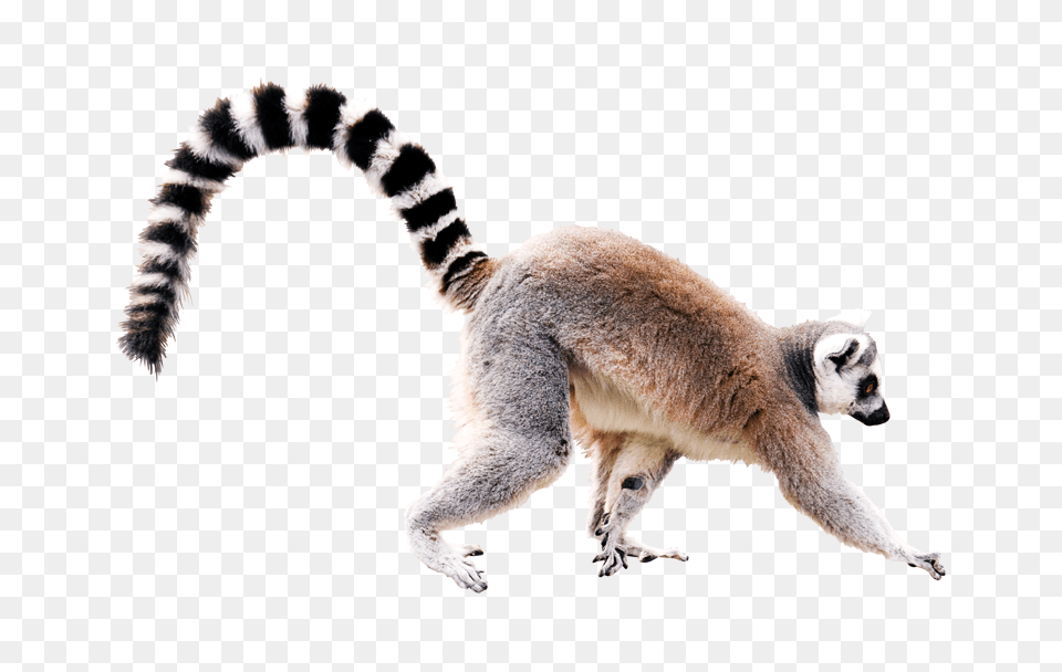 Lemur, Animal, Mammal, Wildlife, Kangaroo Free Png Download