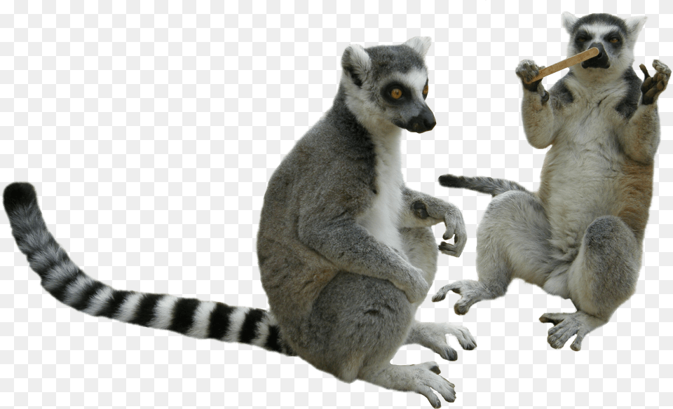 Lemur, Animal, Mammal, Monkey, Wildlife Free Png Download