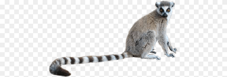 Lemur, Animal, Mammal, Wildlife, Rat Free Png