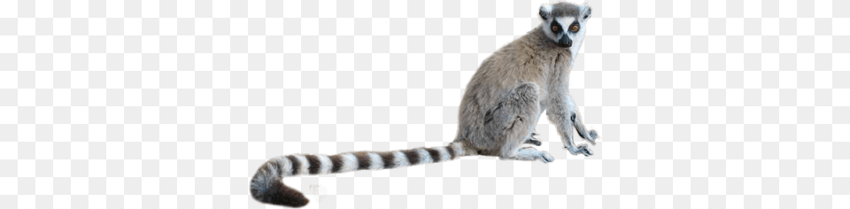 Lemur, Animal, Zoo, Mammal, Wildlife Png