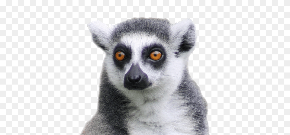 Lemur, Animal, Mammal, Wildlife, Monkey Png Image