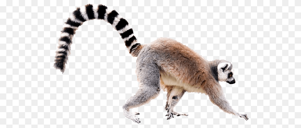 Lemur, Animal, Wildlife, Mammal, Kangaroo Free Transparent Png