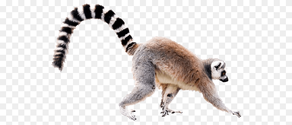 Lemur, Animal, Wildlife, Mammal, Kangaroo Free Png