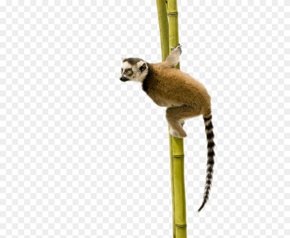Lemur, Animal, Mammal, Monkey, Wildlife Png