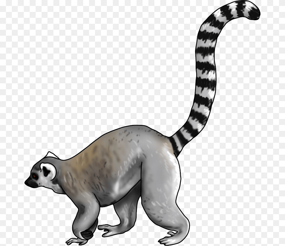 Lemur, Animal, Wildlife, Mammal, Kangaroo Free Transparent Png