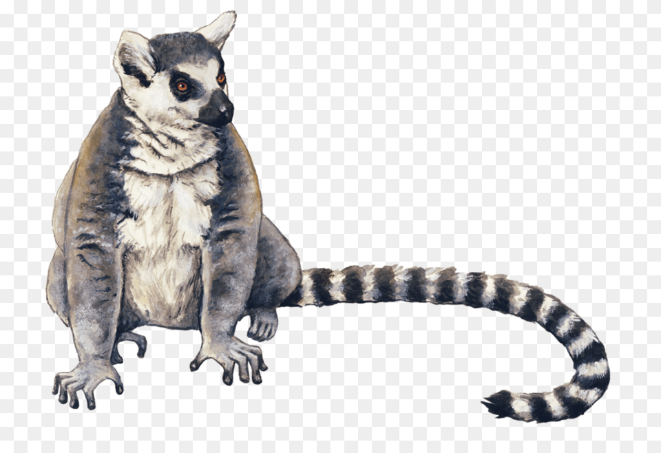 Lemur, Animal, Mammal, Wildlife, Canine Free Transparent Png