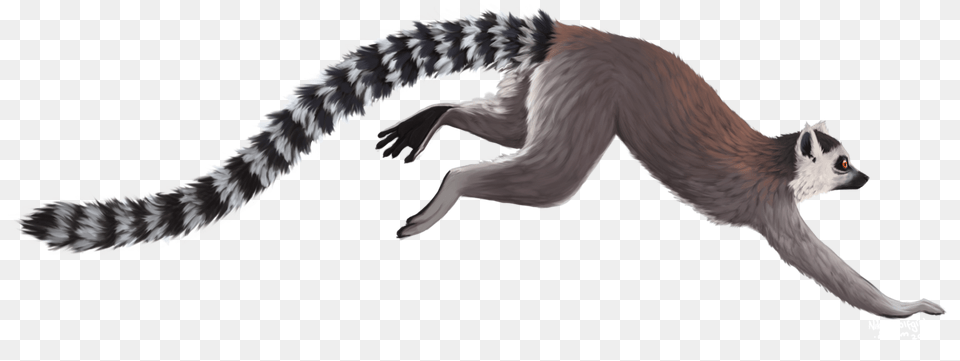 Lemur, Animal, Bird, Mammal, Wildlife Free Png Download