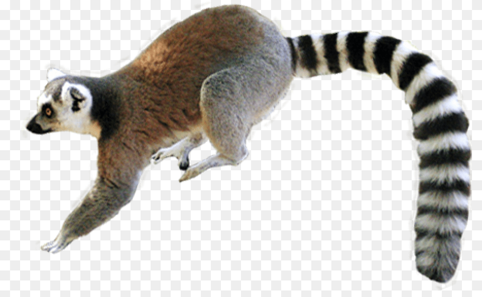Lemur, Animal, Mammal, Wildlife, Cat Free Png