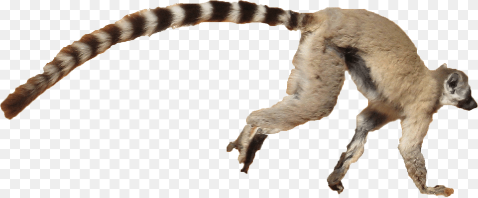 Lemur Background Lemur White Background, Animal, Canine, Dog, Mammal Png Image