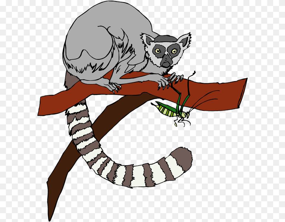 Lemur Clip Art, Animal, Mammal, Wildlife, Baby Png