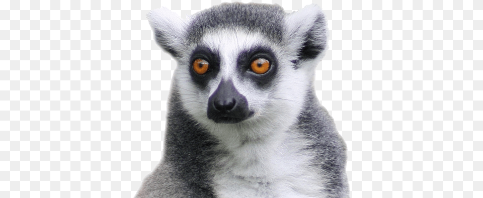 Lemur Lemur, Animal, Mammal, Wildlife, Canine Free Png Download