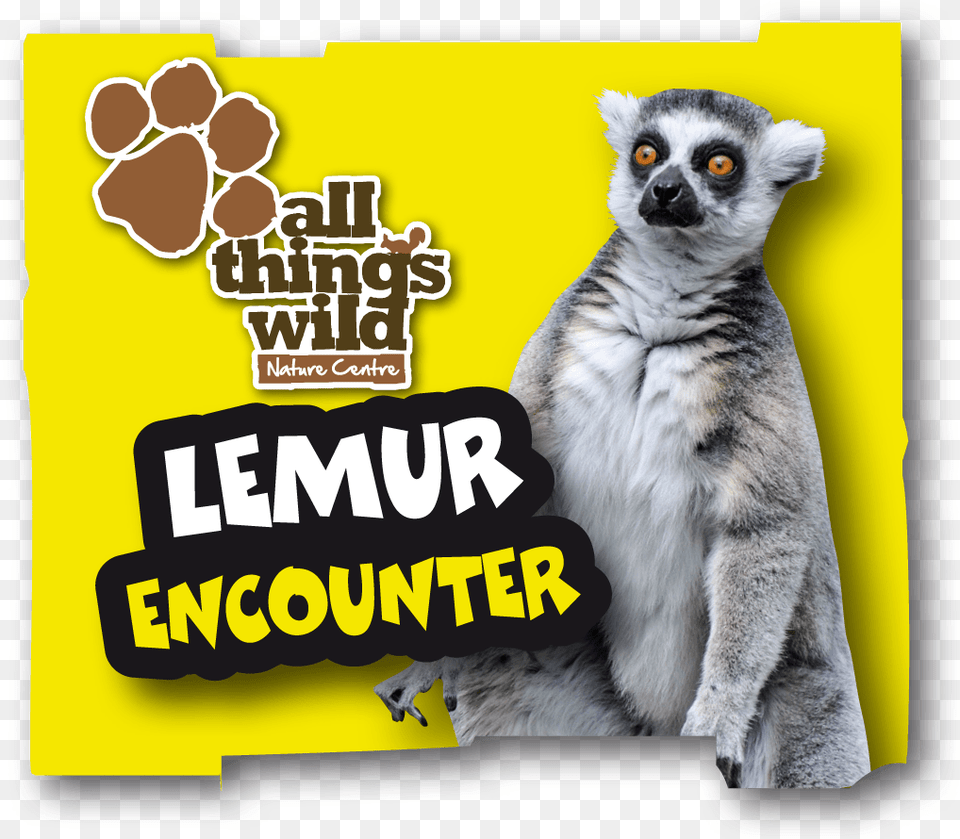 Lemur Encounter All Things Wild, Animal, Mammal, Monkey, Wildlife Png