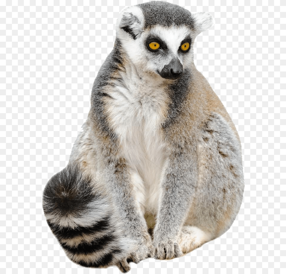 Lemur Pic Lemur, Animal, Mammal, Monkey, Wildlife Free Png