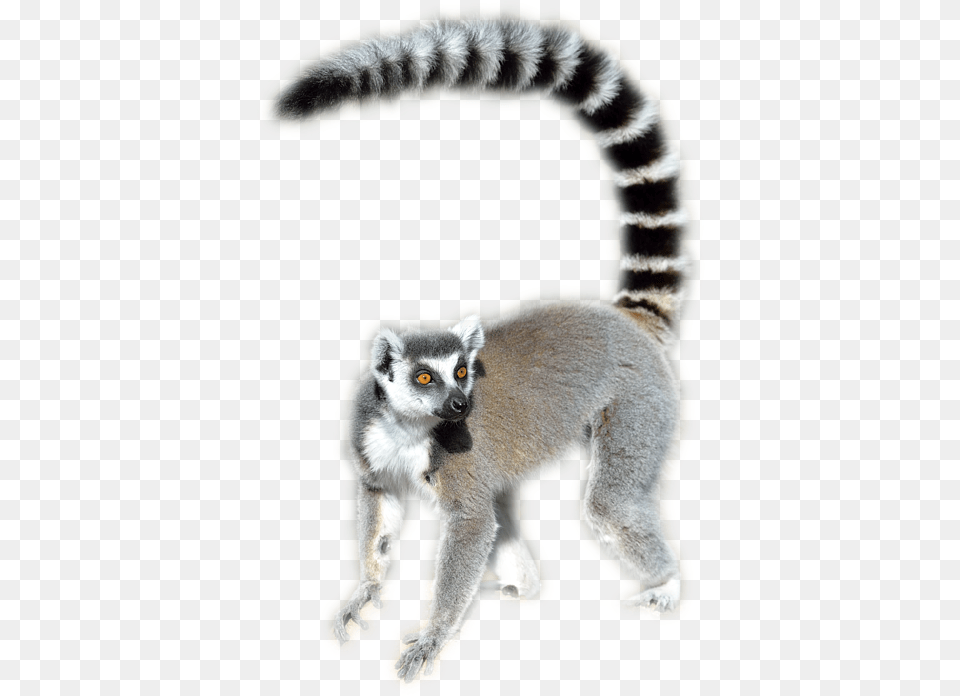 Lemur Ring Tailed Lemur, Animal, Mammal, Wildlife, Monkey Png Image