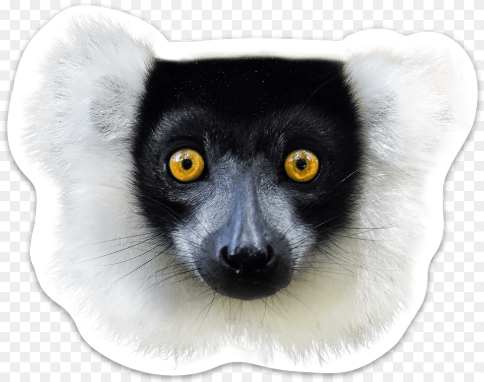 Lemur Sifaka, Animal, Mammal, Wildlife, Canine Free Png Download