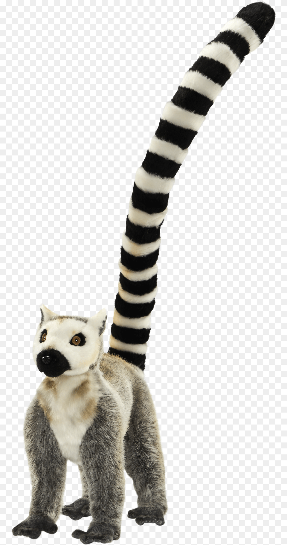 Lemur Tail Circle Dial Icon, Animal, Wildlife, Mammal, Cat Free Png