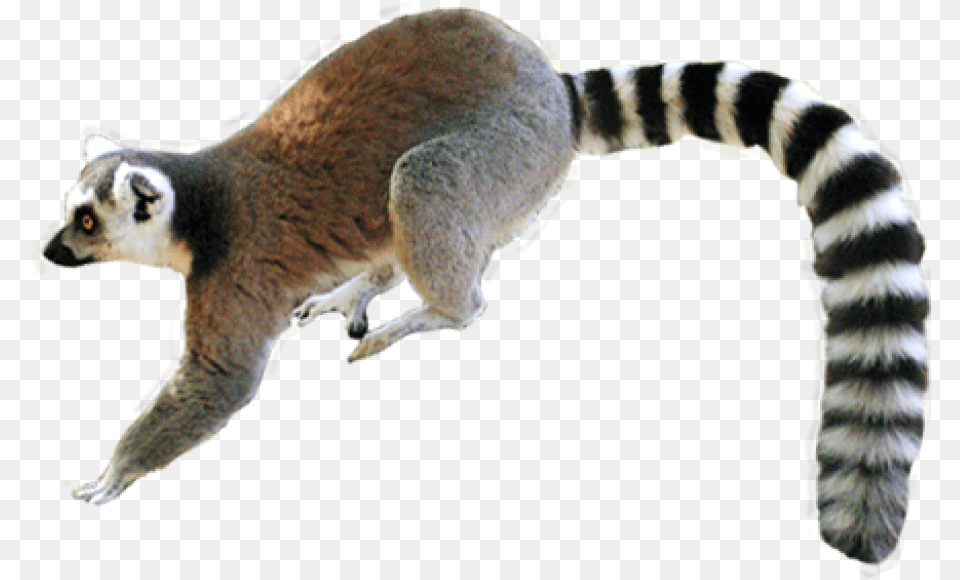 Lemur Tropical Rainforest Animals, Animal, Mammal, Wildlife, Canine Png