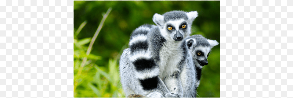 Lemurs Anm033 Animales Parecidos Al Mono, Animal, Mammal, Monkey, Wildlife Free Png Download
