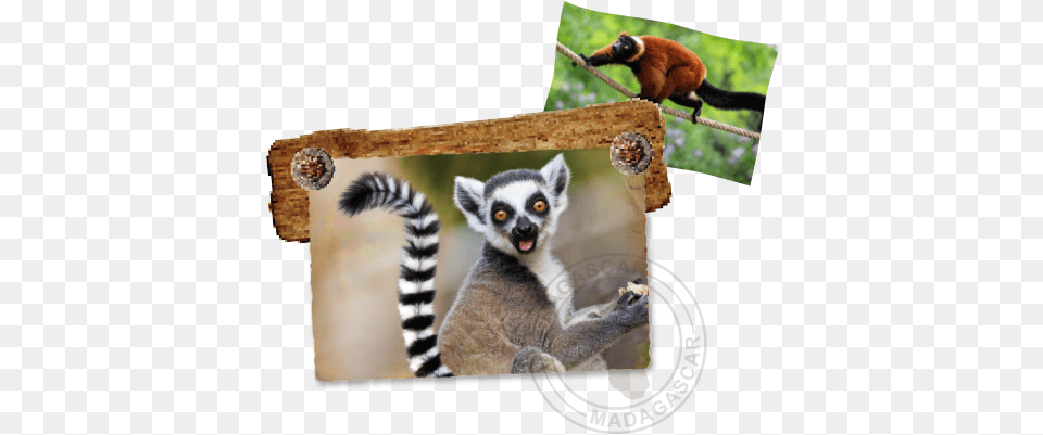 Lemurs Of Madagascar U2013 St Augustine Alligator Farm Lemurs Animal, Lemur, Mammal, Monkey, Wildlife Png Image