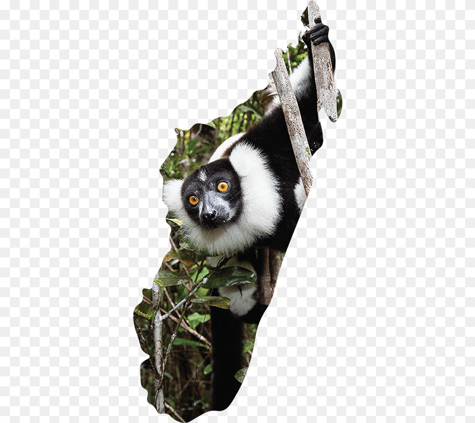 Lemurs Play A Fundamental Role In Maintaining The Ecological Indri, Animal, Wildlife, Mammal, Bear Free Png